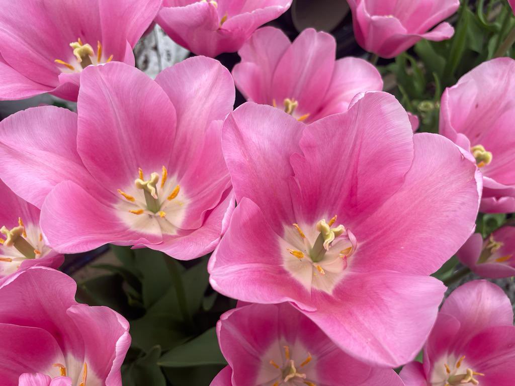 PheasantAcre's tweet photo. We’re at @RHSMalvern this week, we can’t wait to see you! 

Tulips pictured: Mistress, Candy Cane, Hugs &amp; Kisses, Pistachio https://t.co/zkoWVHCWVD