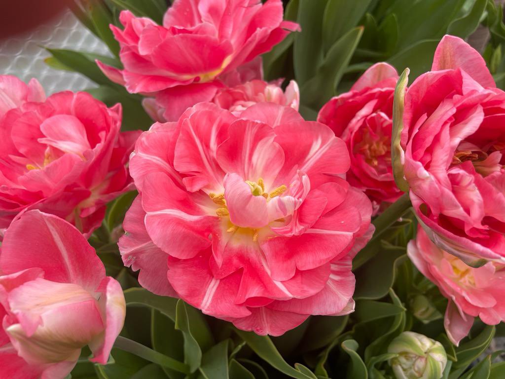 PheasantAcre's tweet photo. We’re at @RHSMalvern this week, we can’t wait to see you! 

Tulips pictured: Mistress, Candy Cane, Hugs &amp; Kisses, Pistachio https://t.co/zkoWVHCWVD