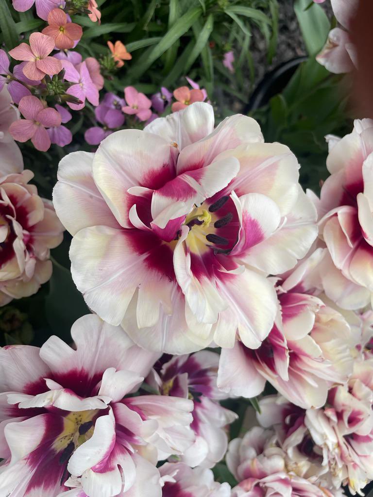 We’re at <a href="/RHSMalvern/">RHS Malvern Festival</a> this week, we can’t wait to see you! 

Tulips pictured: Mistress, Candy Cane, Hugs &amp; Kisses, Pistachio