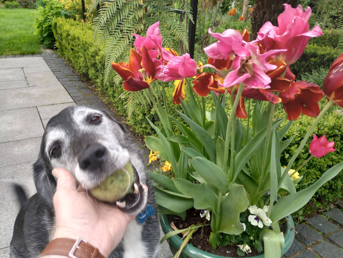 Tricky enough to garden when my helper just wants to play ball! #maygarden #springgarden #gardening