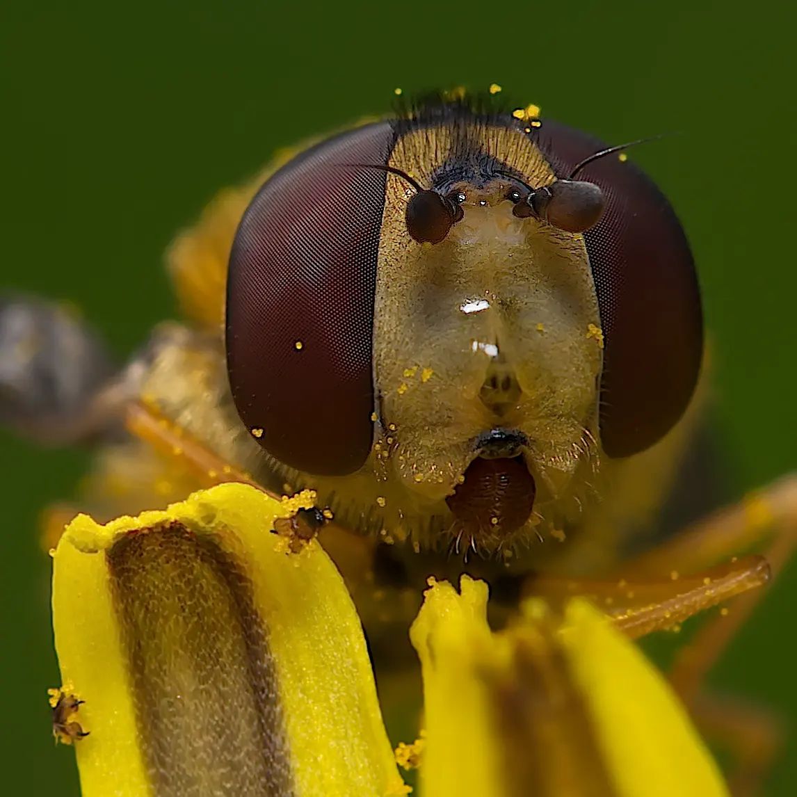 Close up of a bee🐝. You can see the pollen covering this ones face 🌻 #bees #flowers #pollen 
Credits - Instagram: dominicqdirkzwager