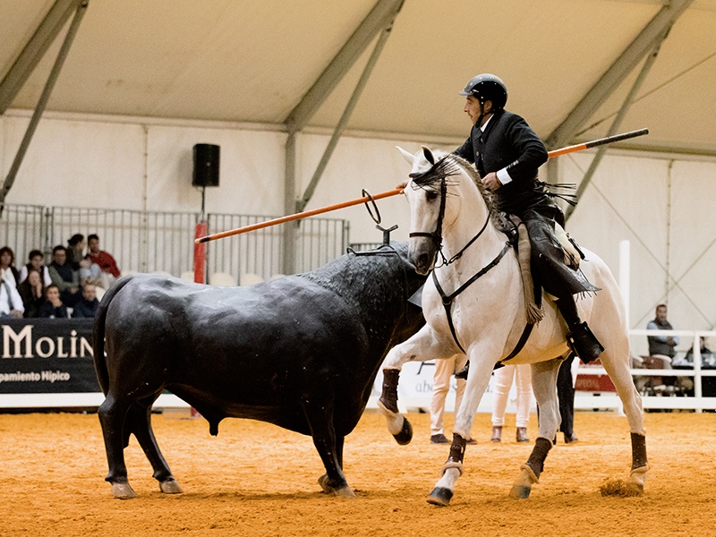 SICABOficial's tweet photo. Repasa las fotos y los resultados de los binomios campeones en la Final de la Copa ANCCE de Equitación de Trabajo🏆de la pasada edición.
➡️ https://t.co/VHcnHqjtFC
#SICAB22 #ANCCE #CaballoEspañol #CaballosPRE #CaballoPuraRazaEspañola #EquitaciondeTrabajo #WorkingEquitation https://t.co/epFMiilhec