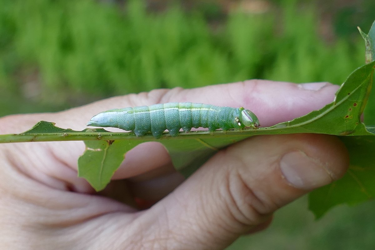 Desiree L. Narango, PhD tweet media