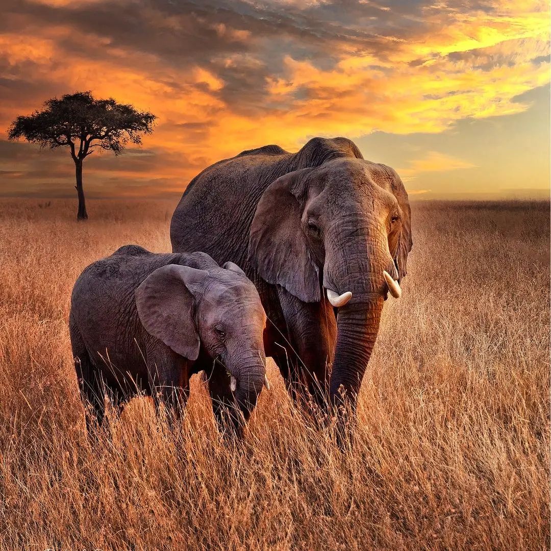 Such a beautiful sunset/sunrise in Africa, yea will go with sunrise 😂#Africa #Elephants #Savannah  
Credits - Instagram: wildlifeofplanetearth