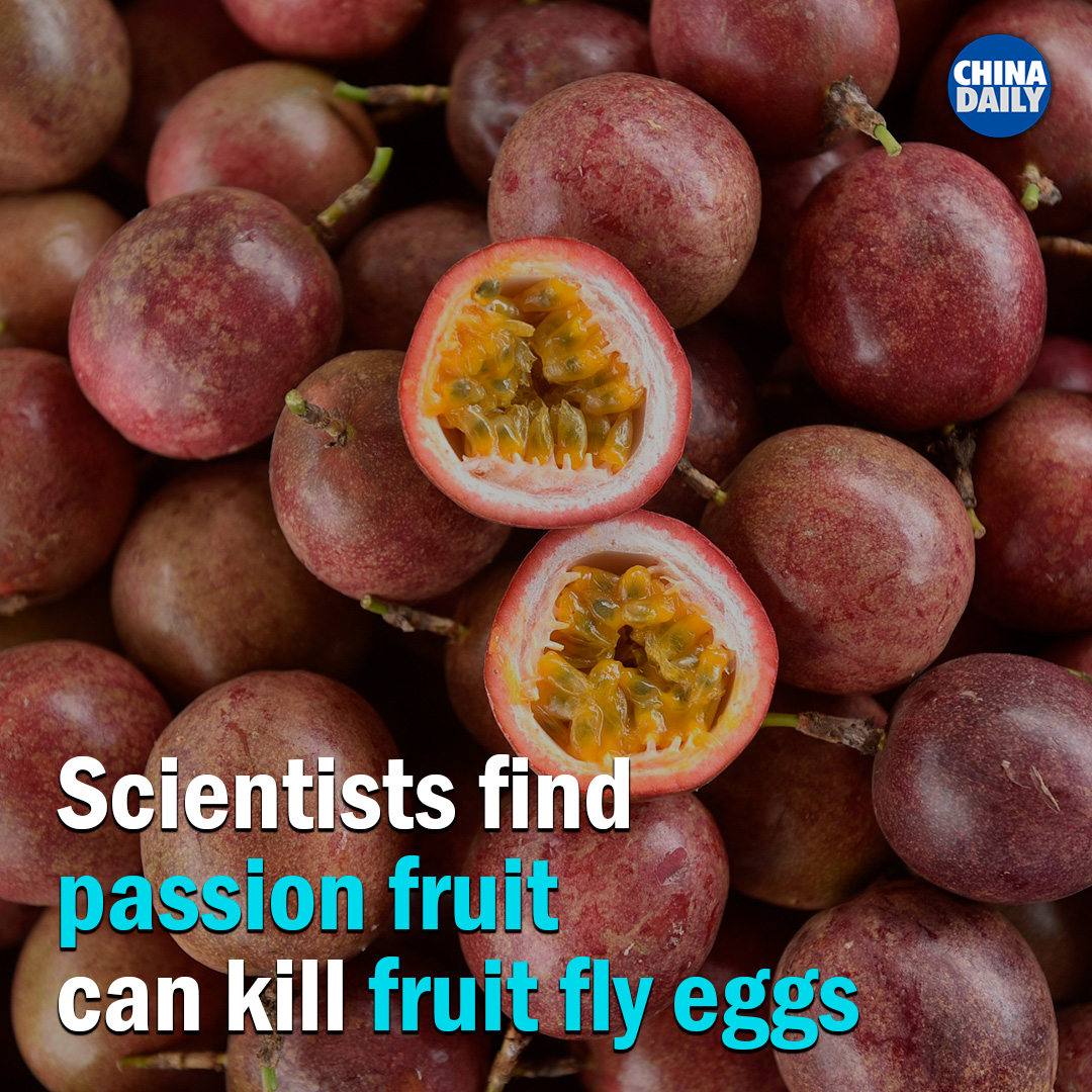 Chinese scientists have recently discovered that passion fruit can directly kill the eggs of fruit flies, providing a new method to control the pest, according to a report published Thursday. #NewsInPhoto