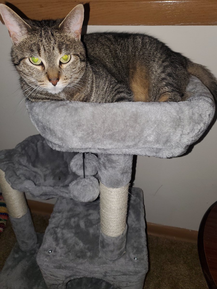 Sarbear0587's tweet image. My kitty, Spanky, knows he's superior. Looking like he may be an extraterrestrial. 😹😹
#aliencat #KittyTwitter #Cat #kittycat