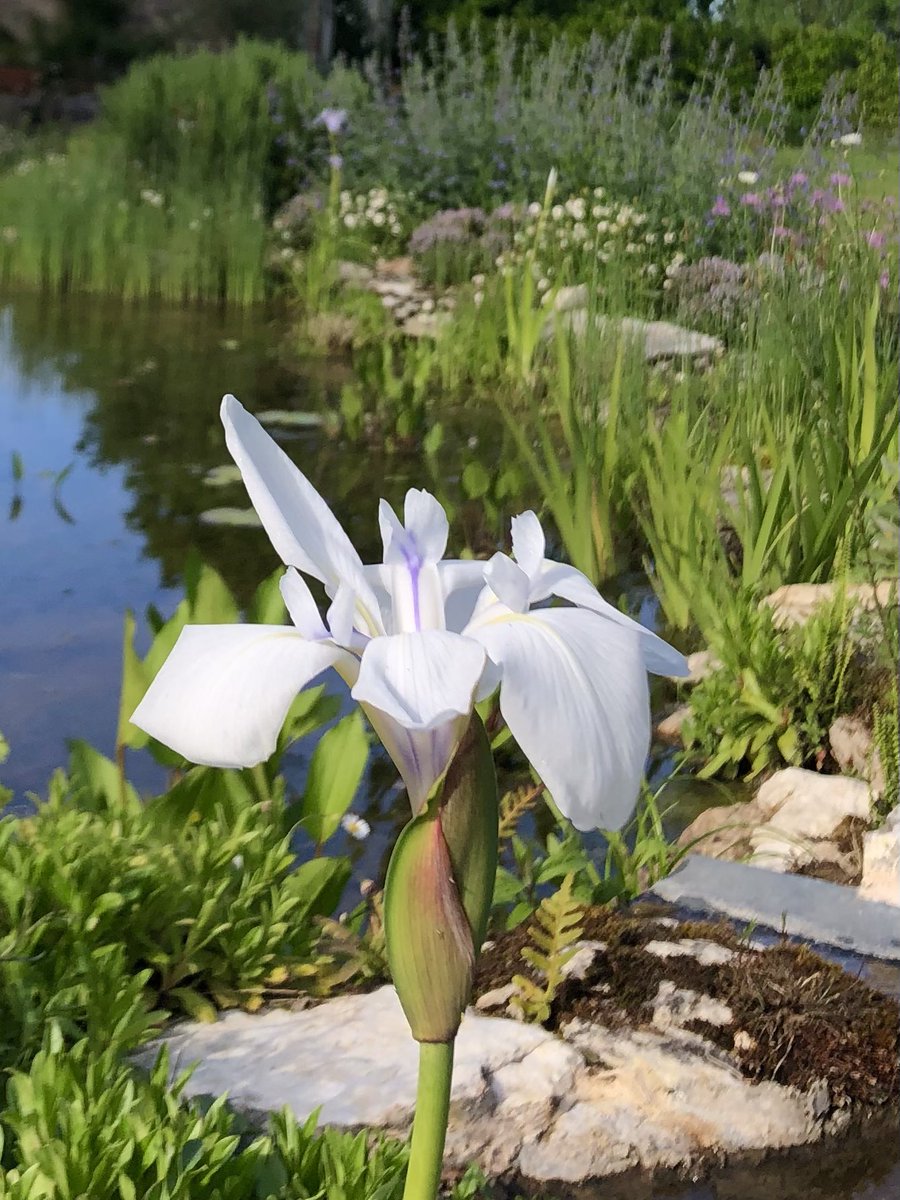 PennAllenwrites's tweet photo. Another pond iris, Snowdrift, but this time without my helpful assistant. Brace yourselves, there may be more… #irislaevigata #pondiris #GardeningTwitter #mygarden #SWFrance #wildlifepond #LatourMarliac https://t.co/RZMCIwTblF