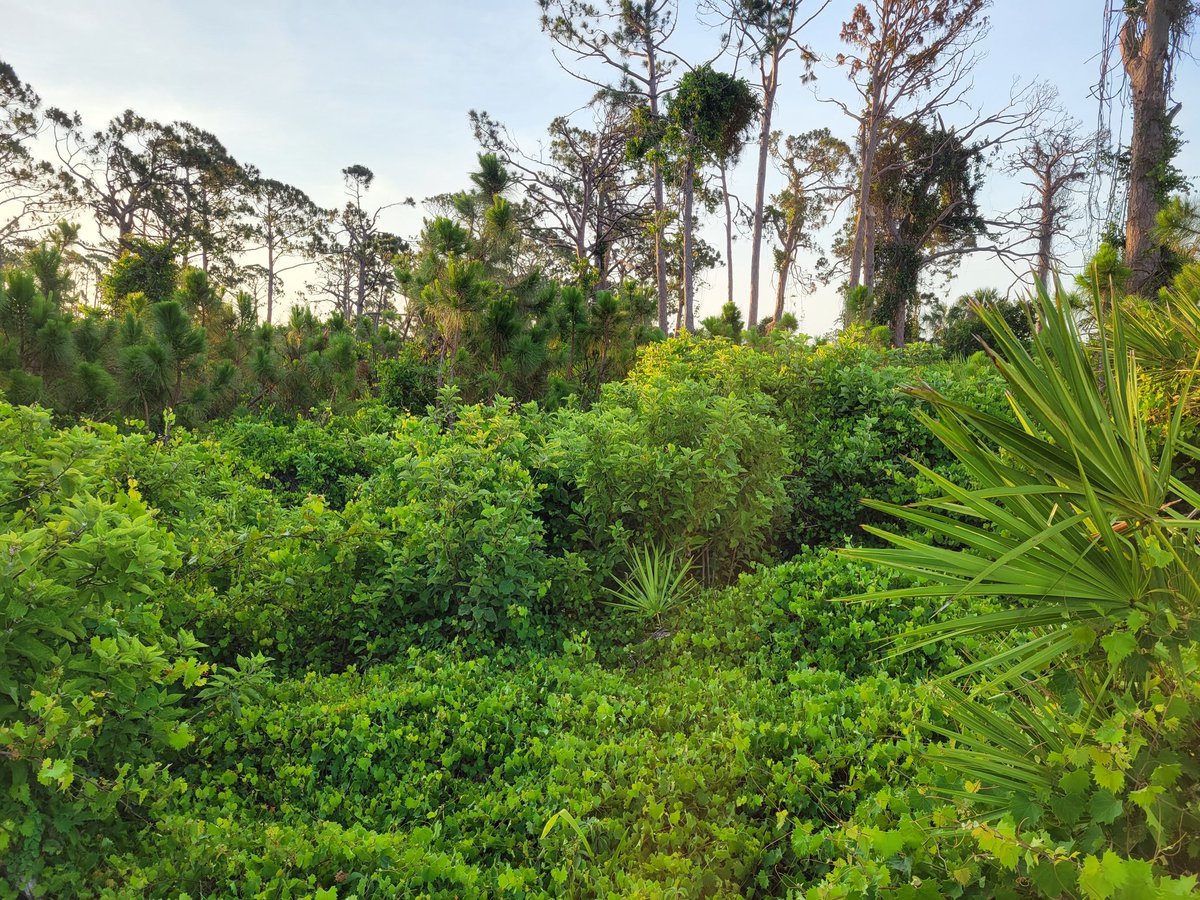 Rahzturf's tweet photo. Taking out the invasives along the edges @golf_lemon has exposed beautiful views of native plants thriving absent the competition.
#GolfIs @AudubonIntl #GCSAA https://t.co/DsnVS0zYtW