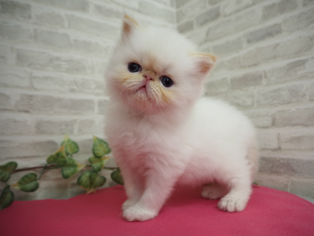 omerabdorabo's tweet photo. cute kitten https://t.co/Pdunw54WkD