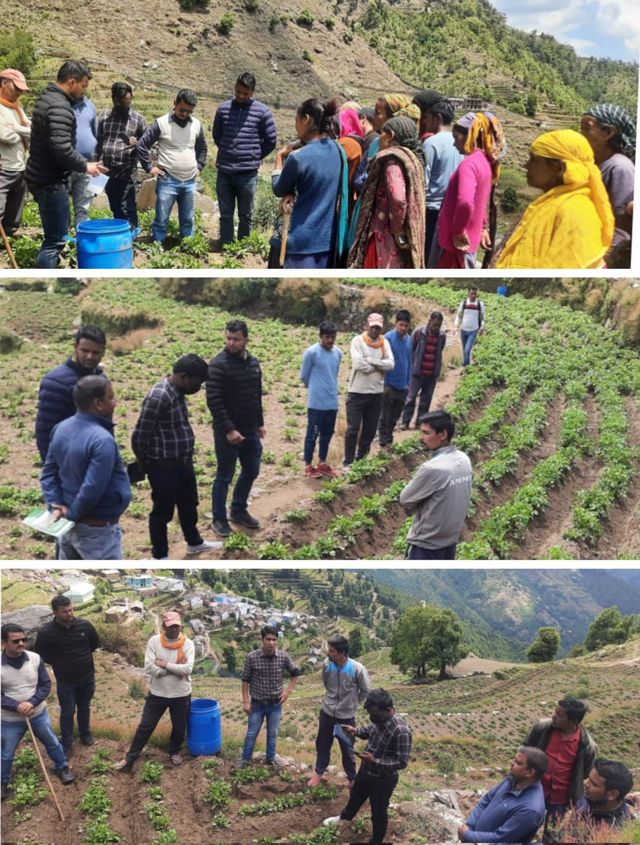 REAPUttarakhand's tweet photo. REAPPauri: The #1st_phase of #seed_certification_process was done in the field by the #seed_certificate_agency under the #Potato_Seed_Production_Project in vill. #Jallu of #Thalisain block. The main #objective of this is to #monitor, #regulate and #ensur… https://t.co/4VhxJp6cyL