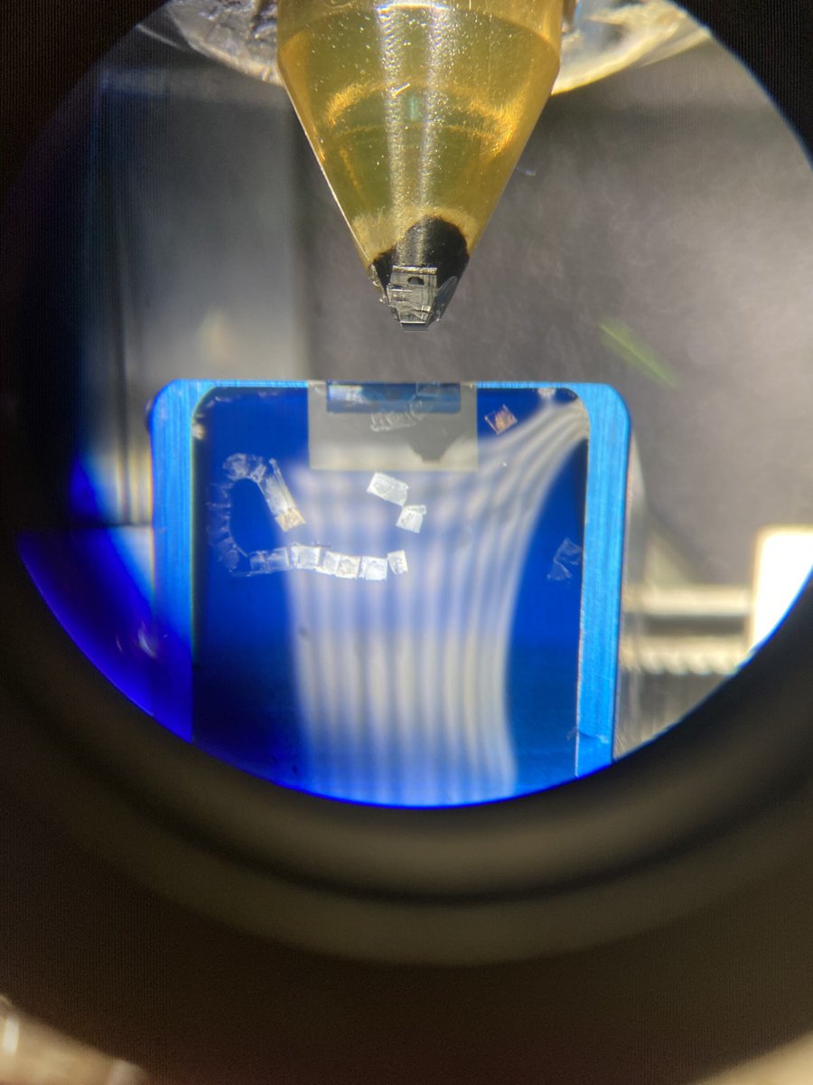 Katie Peterson tweet media