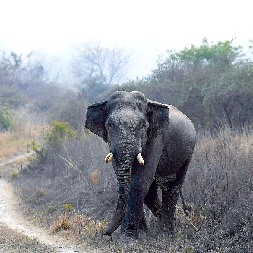 Large Bull Elephant. 🐘 God be praised it still has its tusks!! #elephants #africa #Savannah
Credits - Instagram: wildlifeofplanetearth