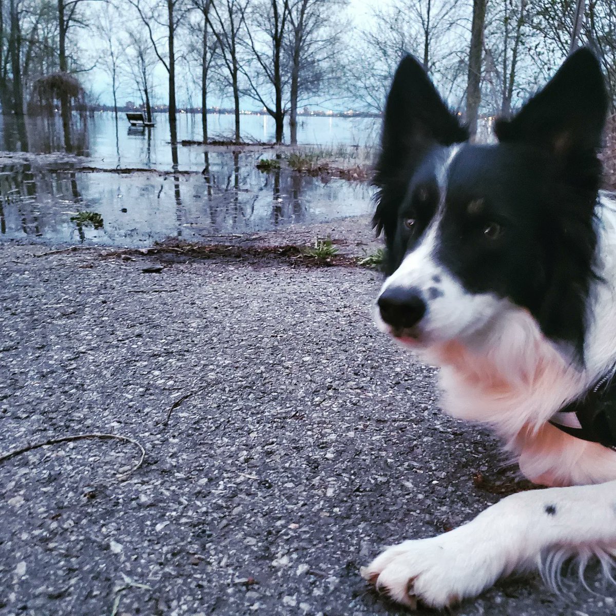 Milo looks disappointed that we can't access our usual spot ;-)
#MentalHealthWeek #DogLover #ottawariver #Spring2023