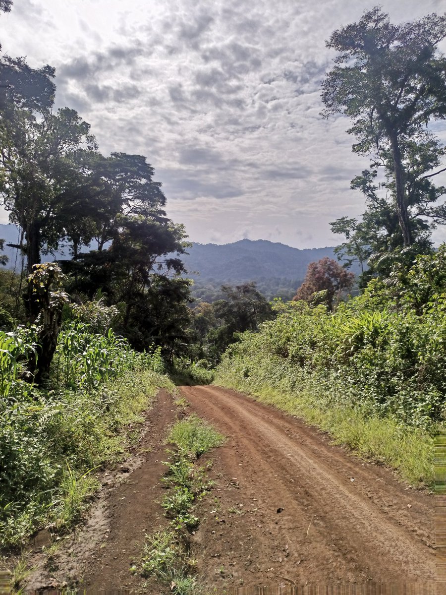AbiluTangwa's tweet photo. Just started my journey deep into the heart of the equatorial rainforest and already feeling grateful for this beautiful planet we call home. Let's all do our part to protect and preserve this precious ecosystem for generations to come. #Rainforest #Environment. https://t.co/jNNSD1LTB4