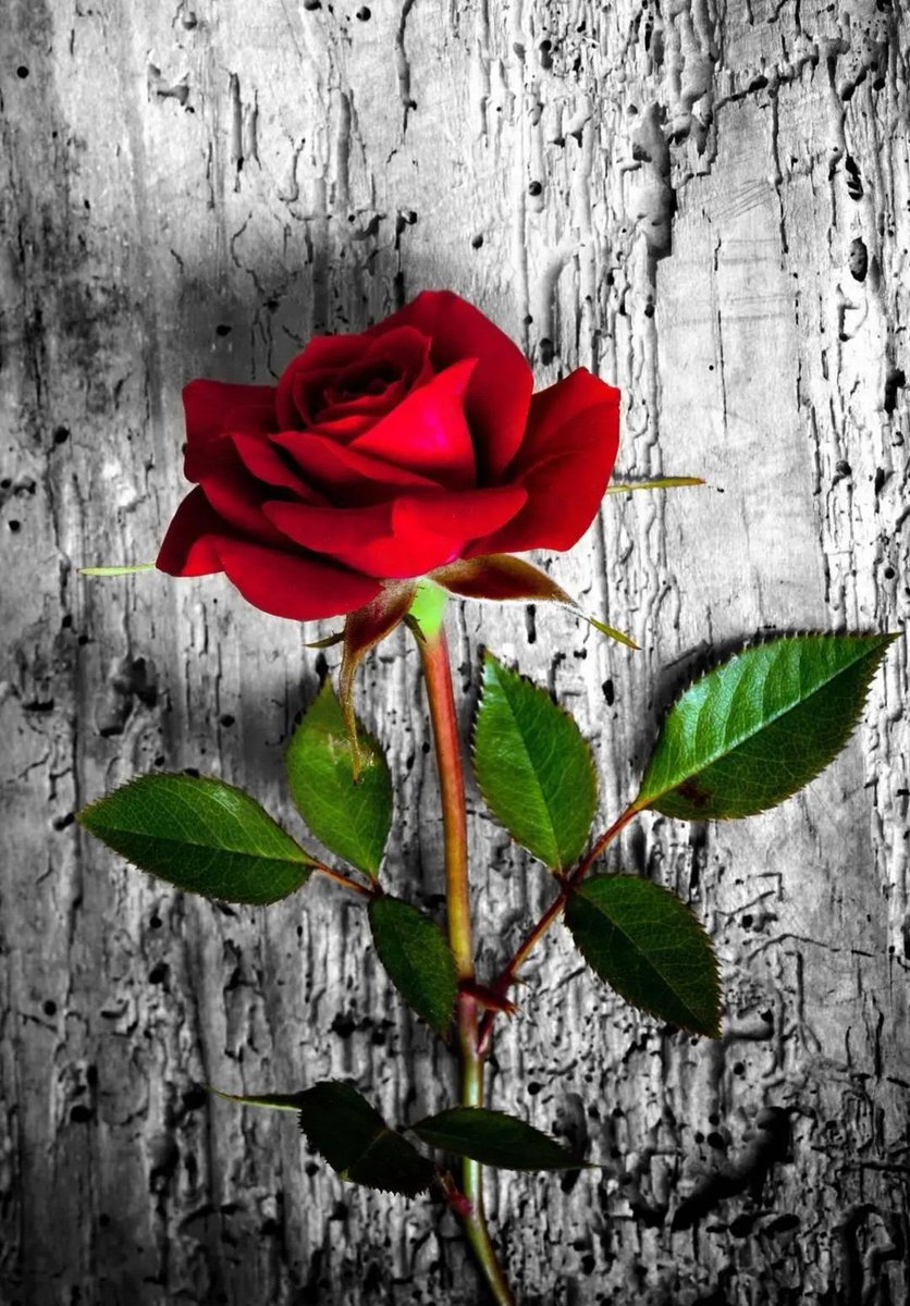 Ali65677346's tweet photo. @hebagam19089277 https://t.co/0fHBz8wML9
