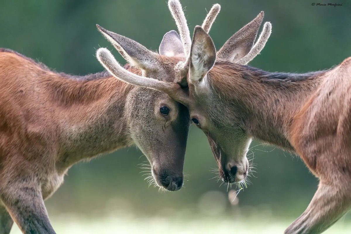 The clash of two brutes. Antler to antler, hoof to hoof. Who do you think will win 🏆 #deer #woods #wildlife
Credits - Instagram: monfrino_mario_wildphoto