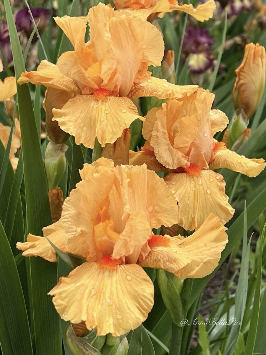 Some garden glow with these tangerine hued irises this week … definitely has been a great week for irises despite the chilly weather and rain🧡 Wishing you all a sunny happy weekend🌿 #gardening #flowers