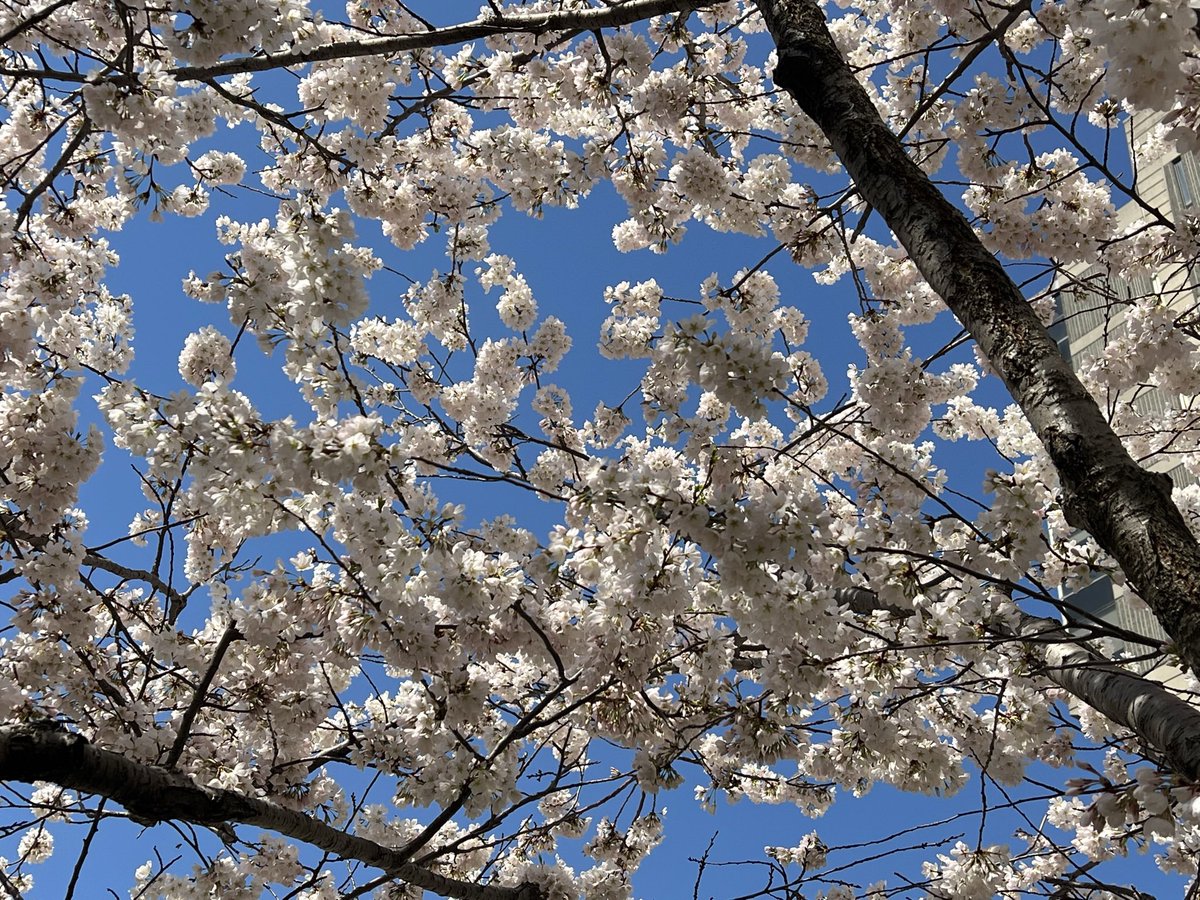 ChrisZhangli's tweet photo. Toronto Cherry Blossom 🌸 https://t.co/jelBtHT9LK