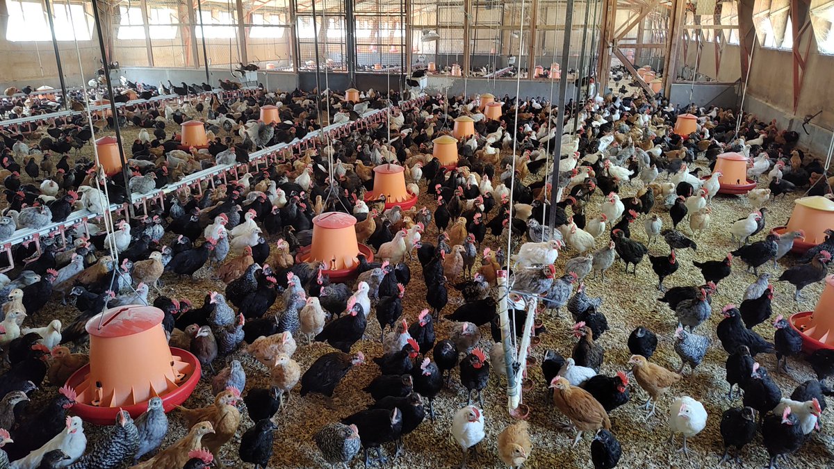 mj_villamide's tweet photo. Cría conjunta de pollitos de las distintas razas que se conservan en el centro de recursos #zoogenéticos  del @INIA_es.  Esto es #biodiversidad animal #IngAgr https://t.co/teVAWulzxt