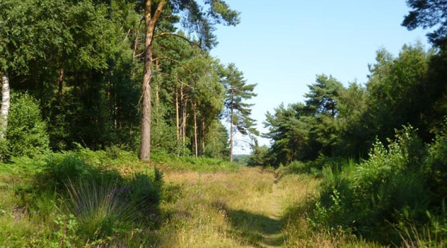 OdlSoutheast's tweet photo. Reminder: The Lowland and Hill Walks event 'Legends and Landscapes of St Leonard's Forest' in the Horsham area is on 08-May-2023. 
Booking and info: https://t.co/DFXN8xbT4V 
#GetOutMore #outdoorlads #gay #bi #trans https://t.co/dInbHfNTas