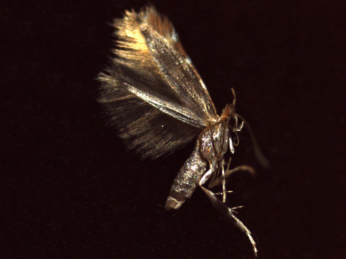 yasinkorkmzz's tweet photo. The first #moths of the Horse chestnut leaf miner (Cameraria ohridella) have hatched, starting of a new #PhD project on fungal transmission. Check out this dangerous beauty and stay tuned for updates. @TreePathoMyco @jonavark @KaBlumenstein @UniFreiburg #instect #forestery https://t.co/UoBkCDgv1w