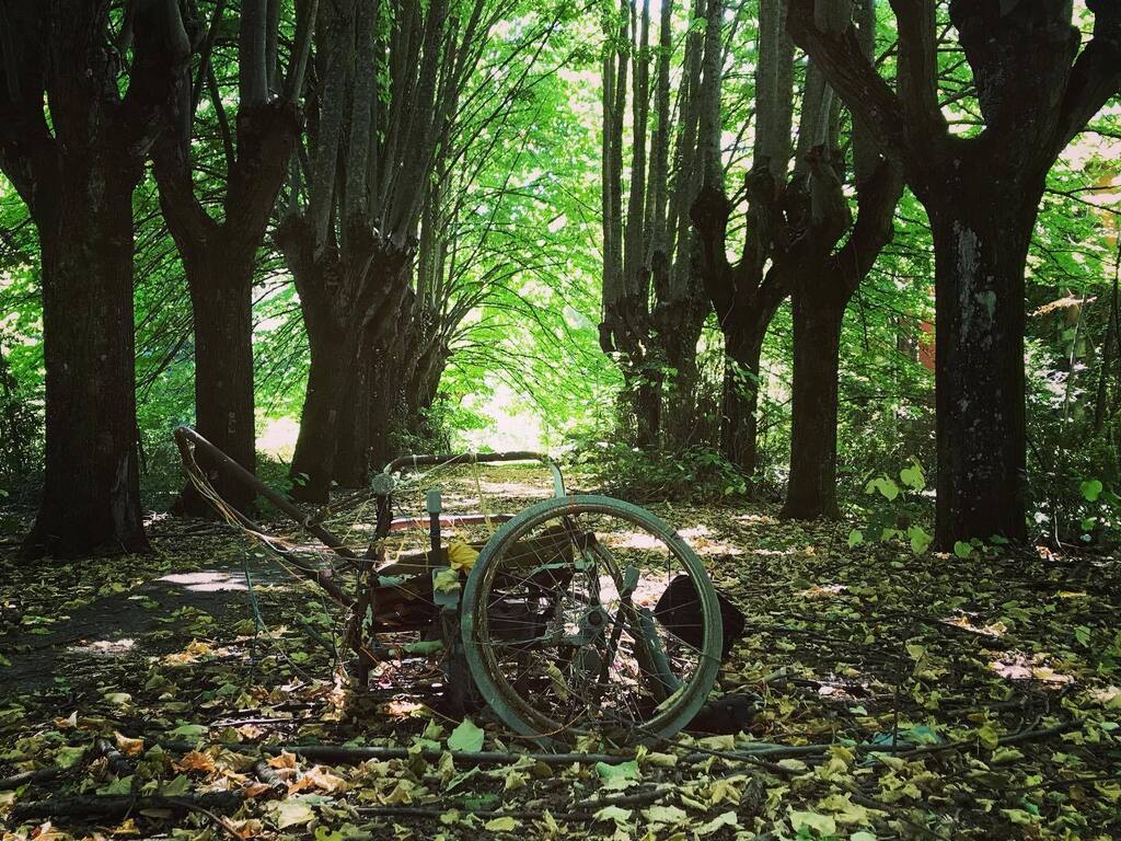 Silverlicchi's tweet photo. #wheelchair #abbandoned #forest #mentalhospital https://t.co/mkRTeEHpAZ https://t.co/sBYP0pYwhZ