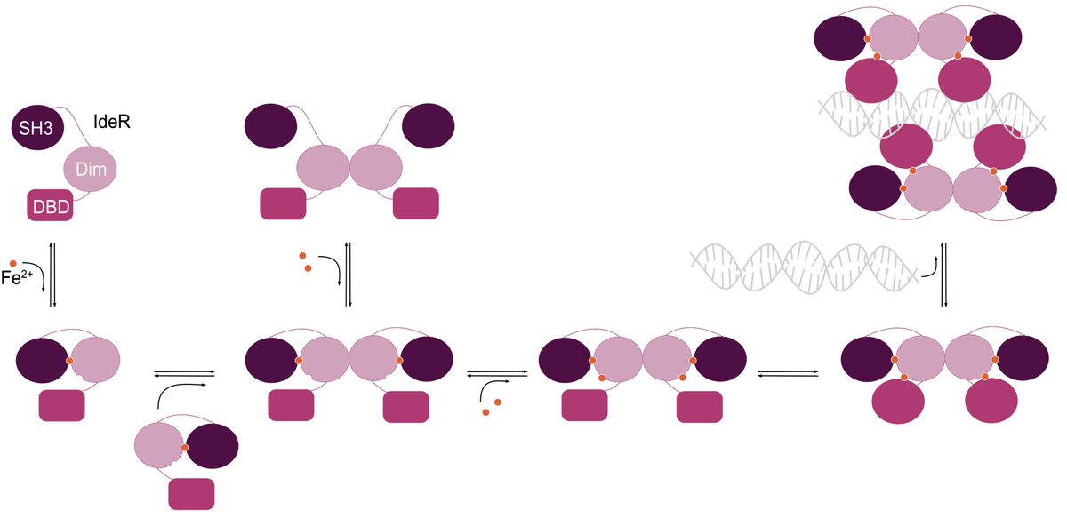 Pleased to share this neat little review we wrote about the molecular mechanisms of the bacterial iron-sensing transcription factor IdeR, now published in #BiochemSocTrans @PPPublishing  doi.org/10.1042/BST202…