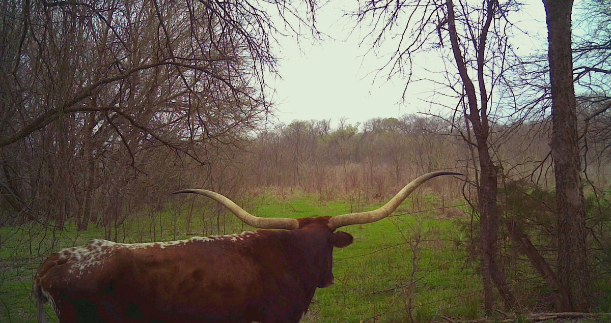 Chad_Alan_Jones's tweet photo. I guess this is fitting when you hunt in Texas! #texas #longhorn #gonnabeacoolmount #huntingproblems #spypoint #trailcamera #livestock #organicmeat #meateater #ranchlife https://t.co/FQXA8ULwbn
