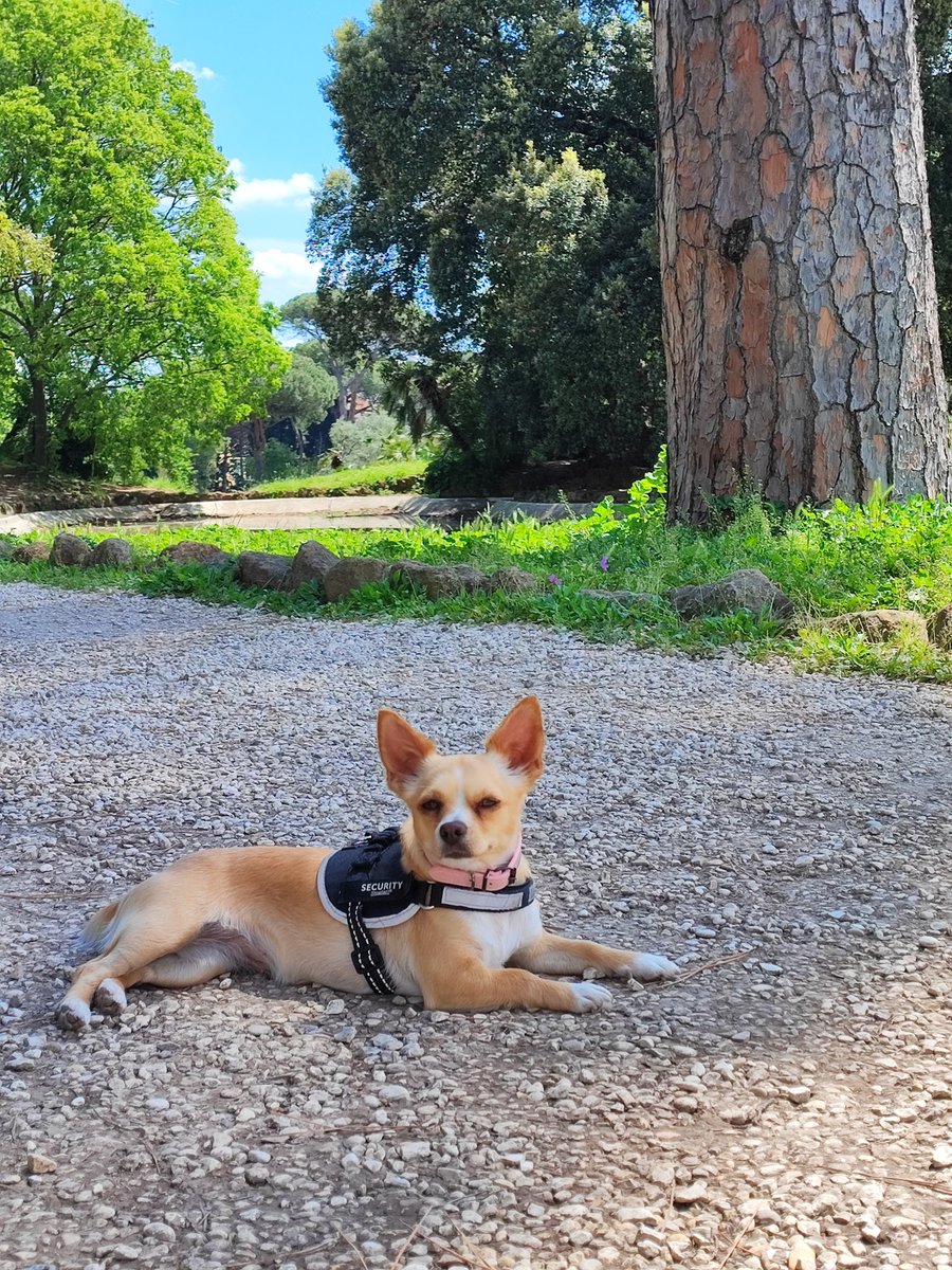 Ma79Silvia's tweet photo. Più gente conosco e più apprezzo il mio cane
#love #lovedog #lovefordogs #Animal https://t.co/3P7KhJXhtc