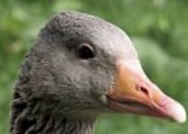 DerLachs tweet media