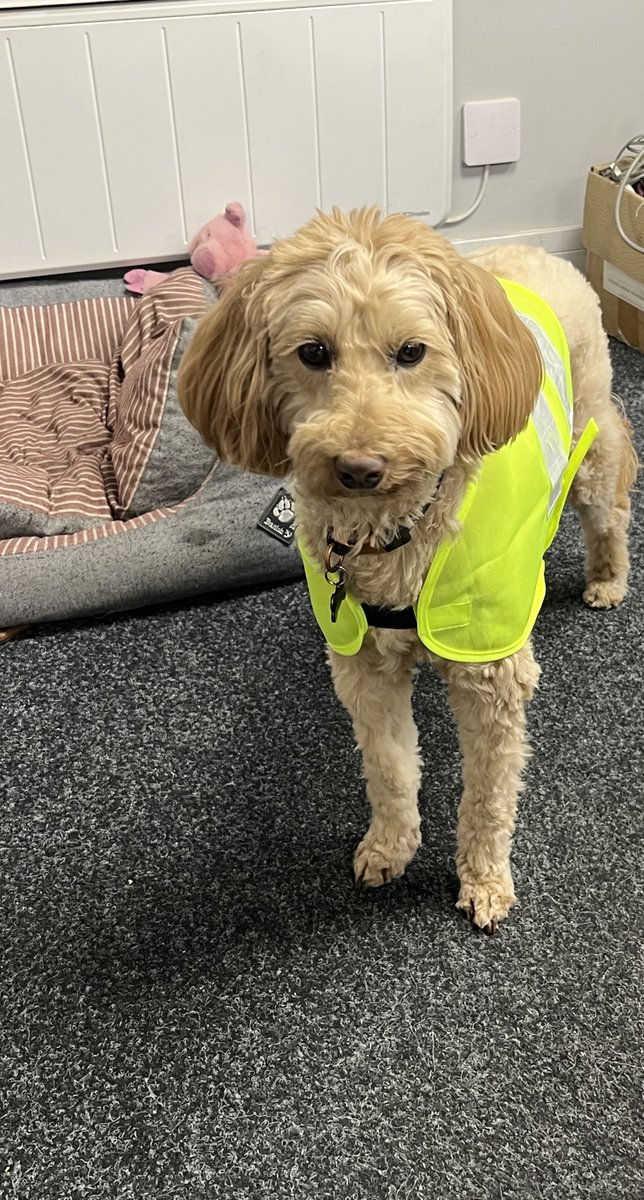 tynesideexpress's tweet photo. Meet our new Office Manager, Zia!

We're thrilled to be part of the growing trend of dog-friendly workplaces and believe that our furry friends are an integral part of our team. https://t.co/ZvoFxO1sBT