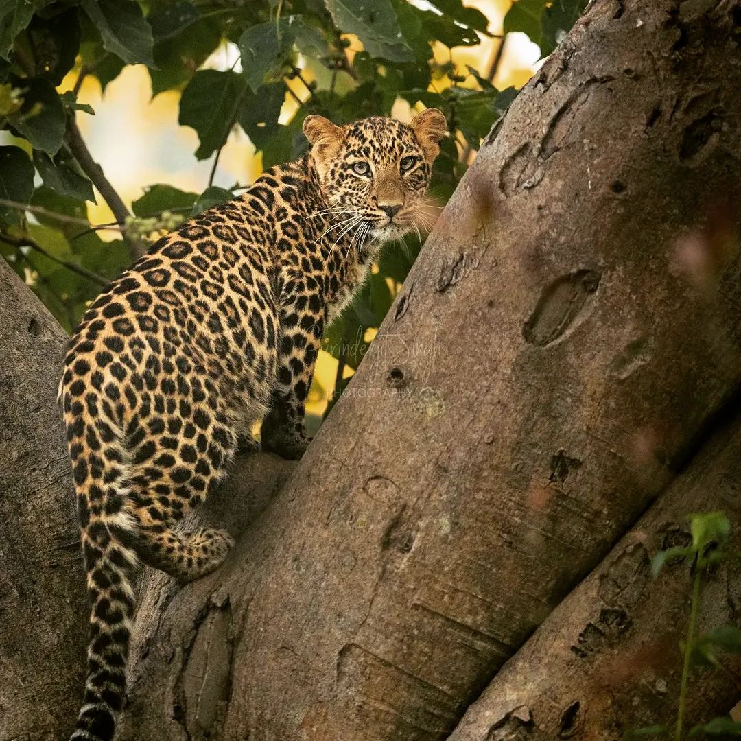 🐆Good night and may you be at rest tonight🛌#Jaguar #Jungle #BigCat 
Credits - Instagram: wildlifeofplanetearth