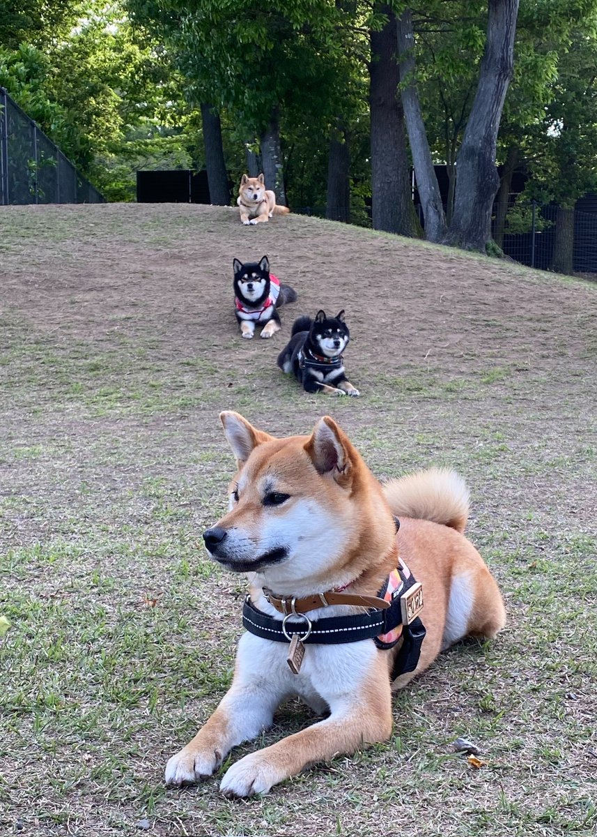 柴犬 ゆづ (@yuzu_shiba1125) / Posts / X