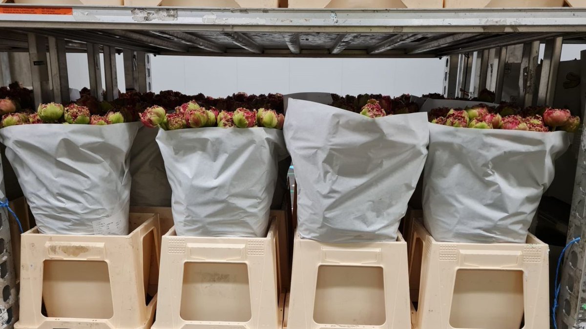 The choices are vast when using flower or plant sleeves. But what is the environmental impact of these sleeves and what is the most sustainable choice? An independent study answers this question. 
#horticulture #floriculture #sustainable #packaging 

royalfloraholland.com/en/news-2023/w…