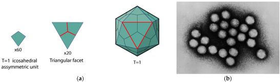 Biomim_MDPI's tweet photo. #RecommendedPaper
Biomimetic Nanotechnology Vol. 3 by Ille C. Gebeshuber (@Ille_Gebeshuber)
➡️Read the full paper here: https://t.co/97wYZP3QLP
✔️#GreenSynthesis; #MetallicNanoparticles; #BiomimeticNanotechnology; #CardiovascularDisease https://t.co/QMBLveH9Kt