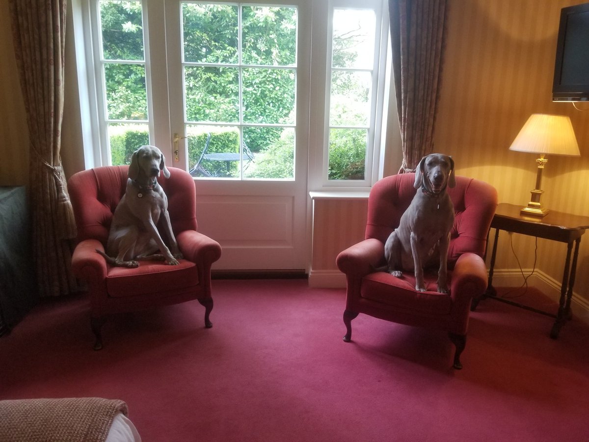 WeimCrimes's tweet photo. How Weimaraners are meant to live 🤣👍🐾
#Weimaraner
#RoyalDogs https://t.co/Lq920f0Ugh