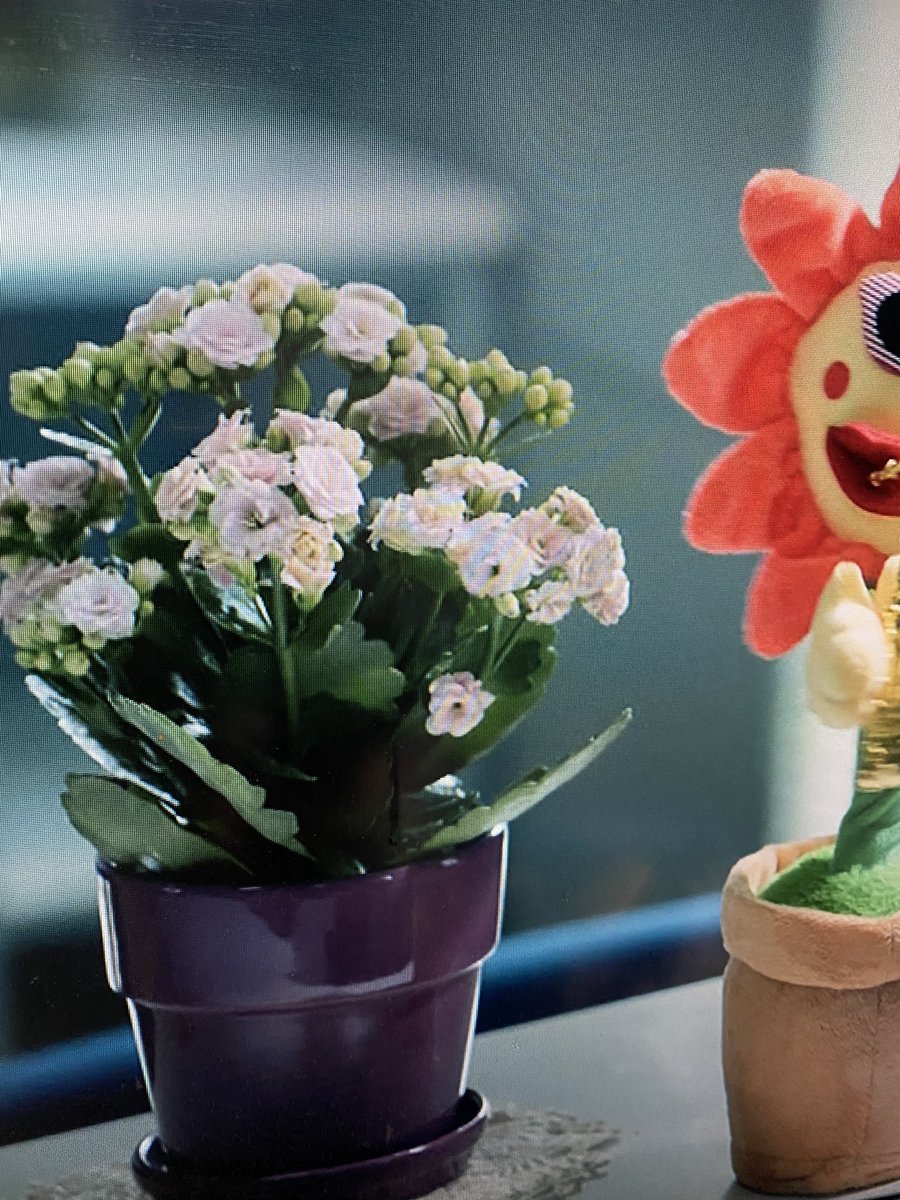 bleu702's tweet photo. 教場 映し出される花遣いが見事！赤楚君が巣立つシーンでのピンクのガーベラ 花言葉は「前進」、新垣さんの机の横にあったカランコエ 別名「子宝草」花にも注目して観るのも楽しくなりました
#教場 #木村拓哉 #赤楚衛ニ #新垣結衣 #教場0 https://t.co/qm6ZD61NJL