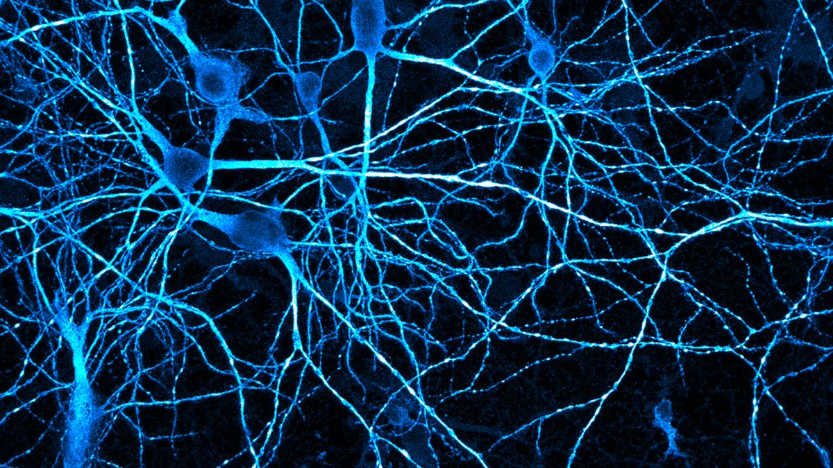 A <a href="/UMichResearch/">Michigan Research</a> team from the LSI and <a href="/UM_MNI/">Michigan Neuroscience Institute (MNI) 〽️🧠</a>  has found a new cellular pathway within neurons that ferries proteins to the cell-to-cell connections that allow neurons to communicate with one another.

Learn more:
myumi.ch/j7DG1