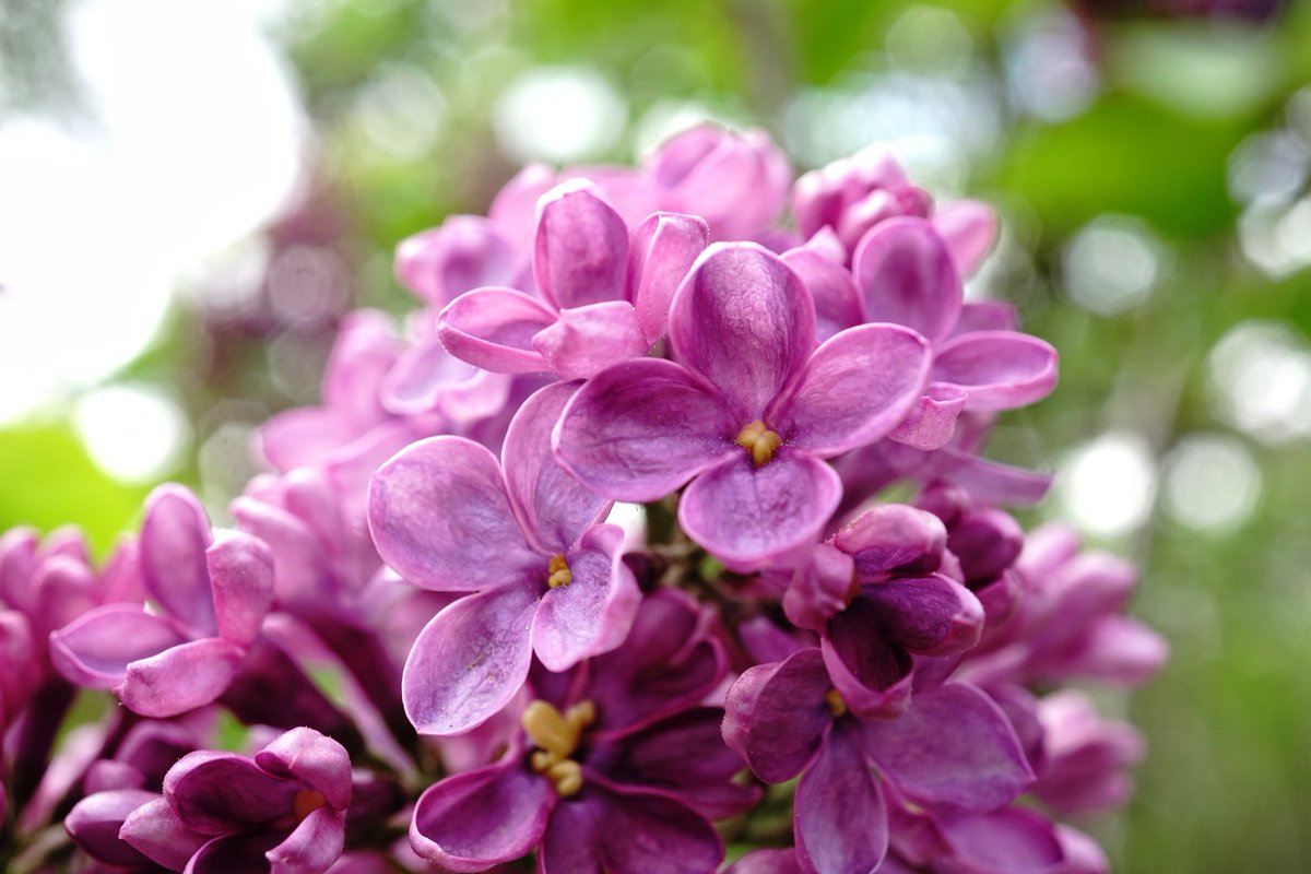 😊 it's FriYaaY! And my favorite flower, Lilacs! 💜

#KarissasKaptures #RutgersGardens #Lilacs #LilacSeason #SpringInNewJersey #SpringInBloom  #gardenstateadventures #SonyCamera #sonyalpha #sonya6000 #raw_macro #MacroFlowers #MacroPhotography