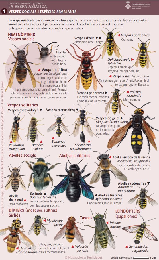 CREAF_ecologia's tweet photo. La vespa asiàtica és una espècie invasora i conflictiva, sí 🐝 PERÒ hi ha d'altres #insectes bastant semblants i no podem confondre'ls! Aquesta guia de la @DiputacioGirona @tonixllobet per diferenciar-los és molt útil😍👇 https://t.co/ZtLPH5io03
