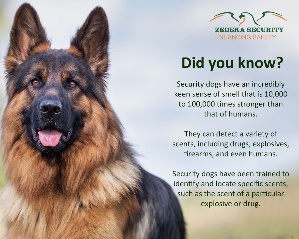 ZedekaSecurity's tweet photo. Looking for a reliable and trustworthy dog security company? Look no further than Zedeka Security Dog Services! Contact us today on 0734 90309 to learn more about our dog security services! We would be happy to answer any questions you have.
#zedekasecurity #dogsecurity #security https://t.co/NMX43JHAoI