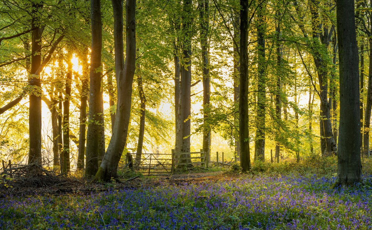 Some lovely morning light in a West Sussex woodland, with a summtering of bluebells. #Bluebells #spring @sdnpa @kasefiltersuk @CanonUKandIE #FSPrintMonday #woodland #Springwatch