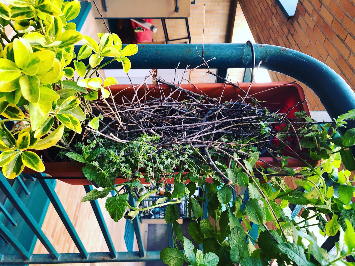 Pues ahora tengo una familia de palomas en el macetero. Las plantas destrozadas, pero bueno. Habrá palomitas en unas semanas?