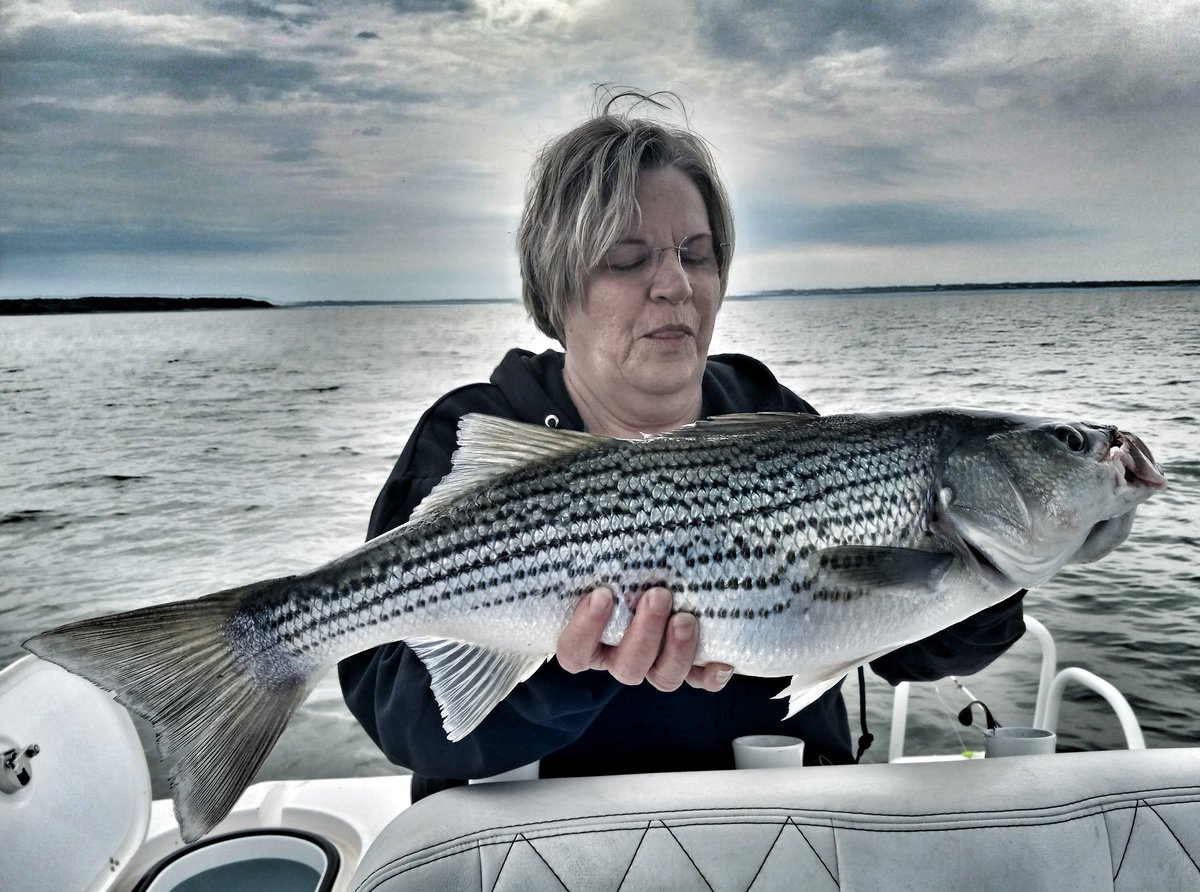 DahgMahn's tweet photo. #BigFishThursday
Three fat healthy #LakeTexoma #StripedBass yesterday. (Thursday) Come get some. https://t.co/4NOjCpB6HY https://t.co/QNNfSjhMjj