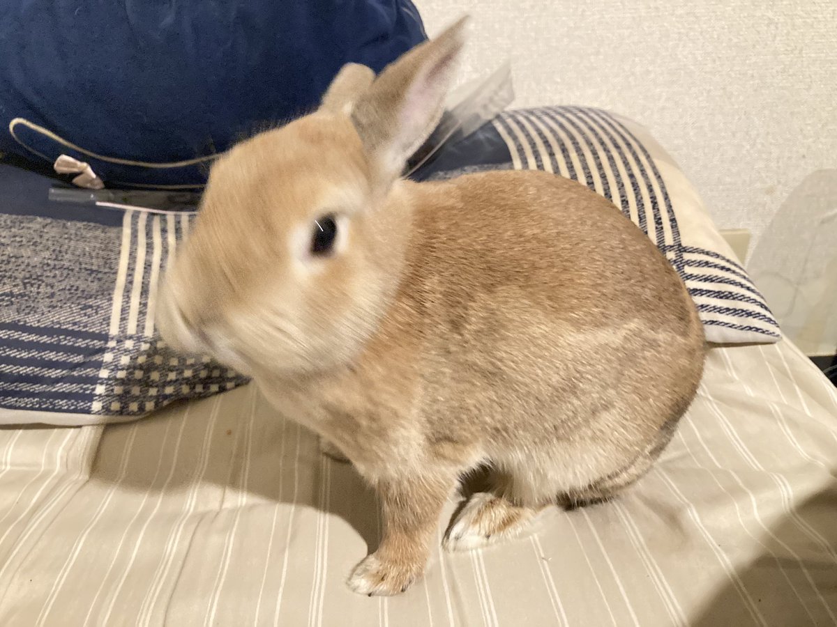 換毛期が終わったはずなのに栗饅頭のまま
ブレちゃったけど可愛い