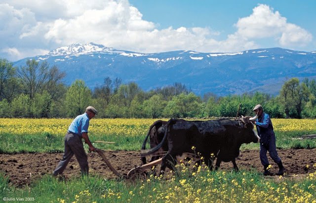 Hoy hace veinte años que fotografié la última yunta que labró los campos del #ValledeLozoya. La escena es ya del pasado, pero quizá no tarden en serlo, también en mayo, la nieve en las cumbres y el verdor de los pastos...
juliovias.blogspot.com/2017/06/in-mem…
#PNGuadarrama #Emergenciaclimática