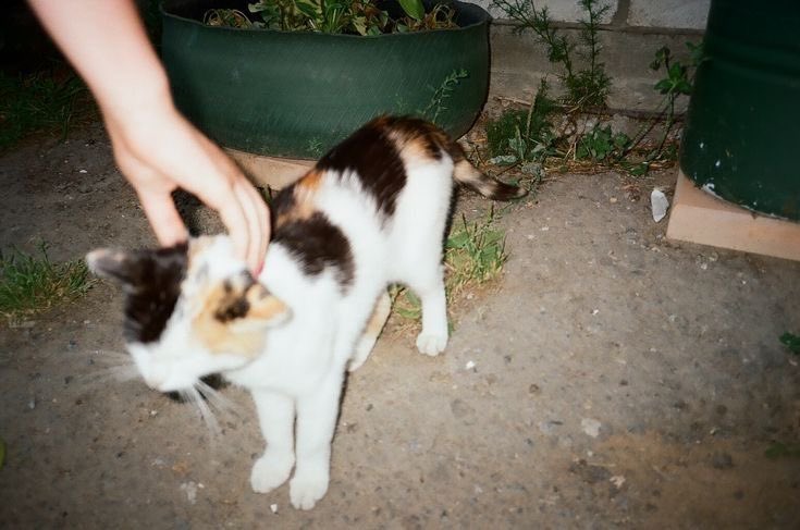 ⠀⠀⠀⠀⠀⠀
                          
                                            🐈

͏ ⠀⠀⠀
͏ ⠀⠀