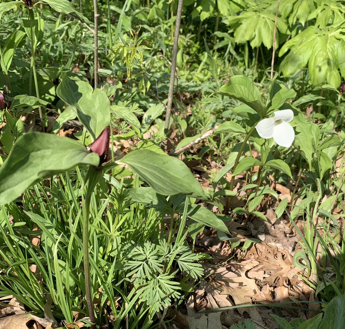 patty_clouds's tweet photo. #volunteer again yesterday to remove #invasivespecies #garlicmustard so many #springephemerals in #bloom keeping me company! #conservation #nativeflowers #savenativeflowers #biodiversity https://t.co/BGeUkEwLpR