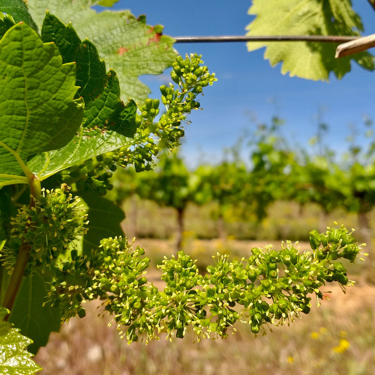 INICIO DE FLORACION, EL 5 DE MAYO!!!!!
En 33 añadas que llevo nunca habia visto algo asi, es historico.
Desde este momento el numero de dias hasta la vendimia varia poco, estimo principios de agosto...
Es un chardonnay de Falces, Navarra.