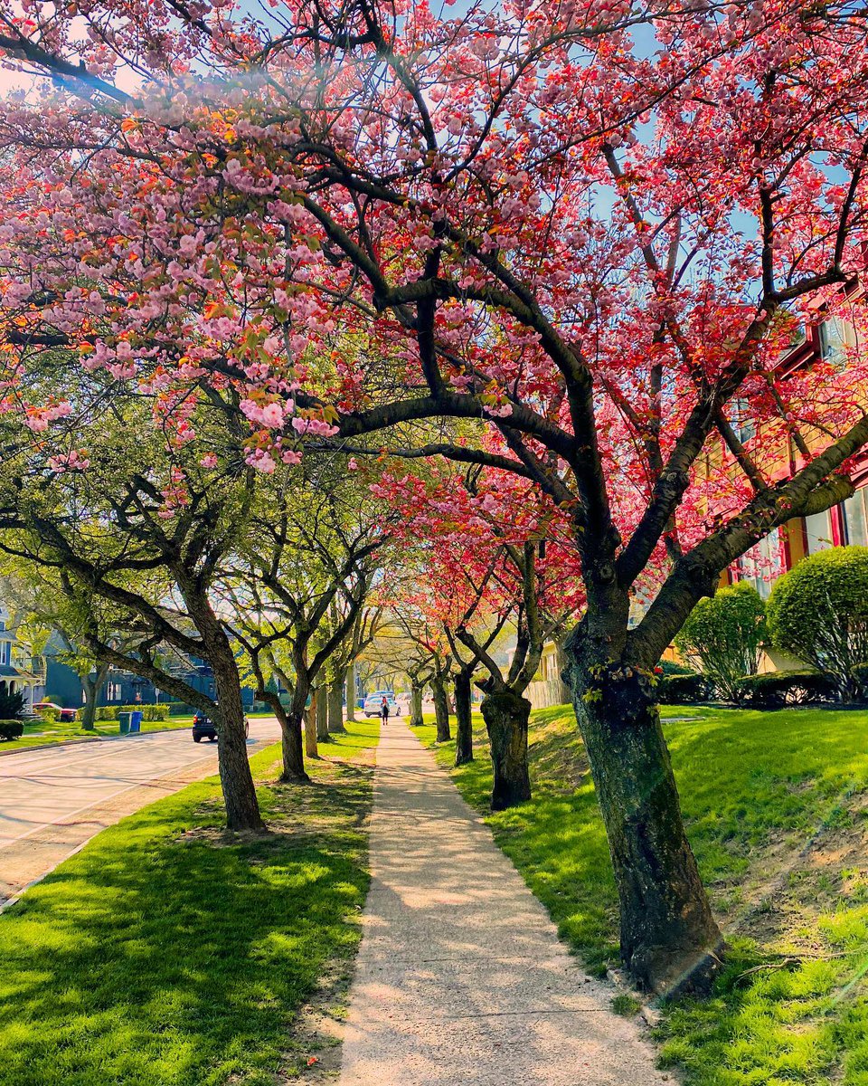 rochester's tweet photo. Springtime in Rochester! This week’s #ROCTopShots is RocFoliage 🌺🐿️🏙️ #roctopshots 🏆 #thisisroc #rochesterny https://t.co/BADy2cwKVN